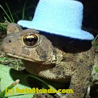 /home//u458753944/public_html/sourcegallery//Toads/P81/P8150232.JPG