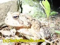 /home//u458753944/public_html/sourcegallery//Toads/P81/P8160091.JPG