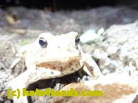 /home//u458753944/public_html/sourcegallery//Toads/P81/P8190304.JPG