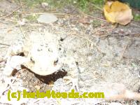 /home//u458753944/public_html/sourcegallery//Toads/P81/P8190306.JPG