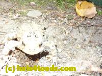 /home//u458753944/public_html/sourcegallery//Toads/P81/P8190307.JPG