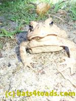 /home//u458753944/public_html/sourcegallery//Toads/P82/P8200366.JPG