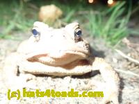 /home//u458753944/public_html/sourcegallery//Toads/P82/P8200367.JPG