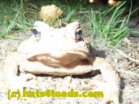 /home//u458753944/public_html/sourcegallery//Toads/P82/P8200368.JPG