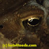 /home//u458753944/public_html/sourcegallery//Toads/P92/P9290084.JPG