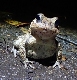 Toads are coming