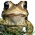 A few toads